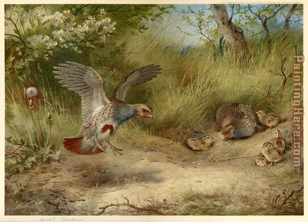 Archibald Thorburn Partridges and Young